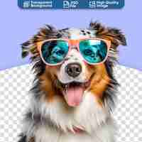 PSD happy australian shepherd a cute dog portrait with sunglasses
