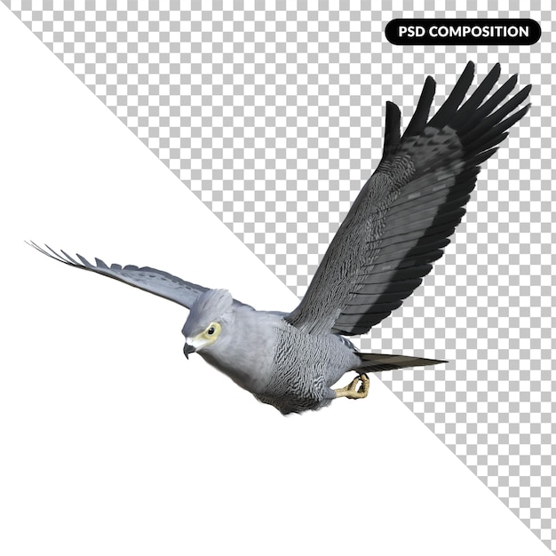 PSD hawk bird parrot isolated 3d