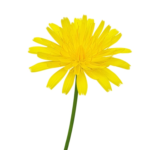 hawkweed flower transparent background on psd file