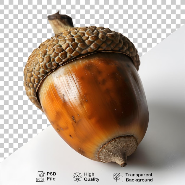 PSD hazelnut on transparent background