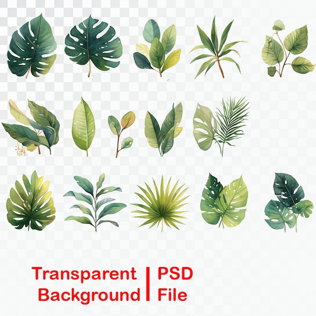 PSD hd quality green leaf elements