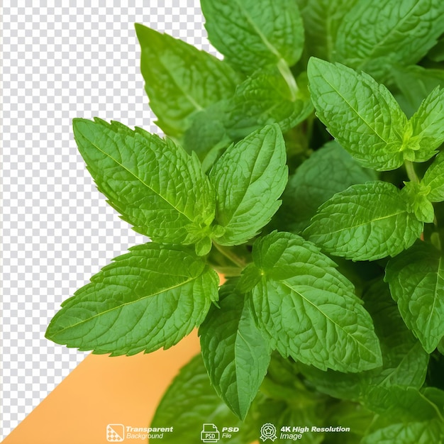 PSD health benefits of green and fresh mint leaves isolated