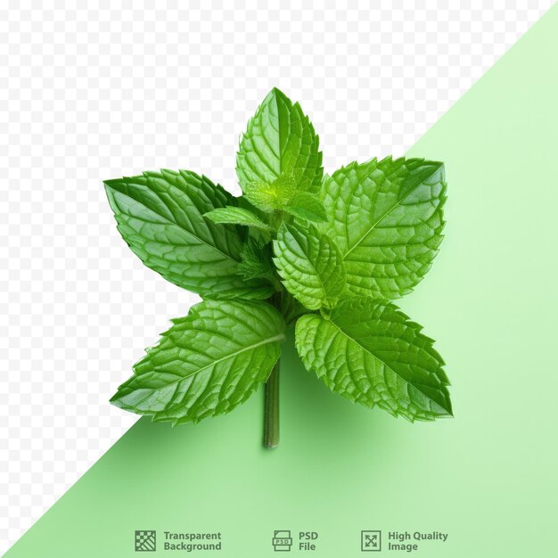 Premium PSD Health benefits of green and fresh mint leaves