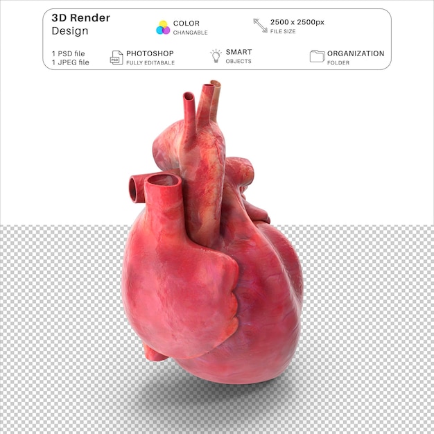 PSD heart anatomy 3d modeling psd file