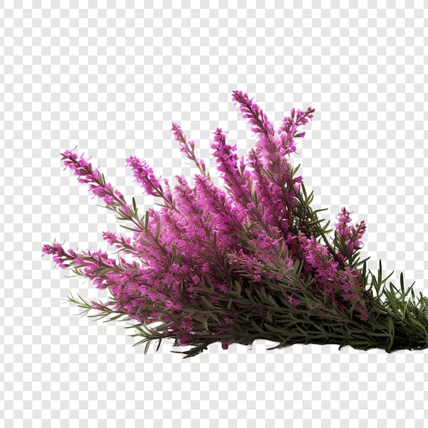 PSD heather flower png isolated on transparent background