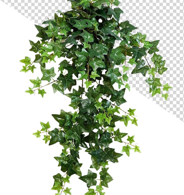 PSD hedera helix bloem png