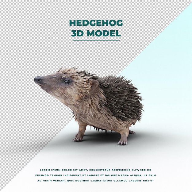 hedgehog