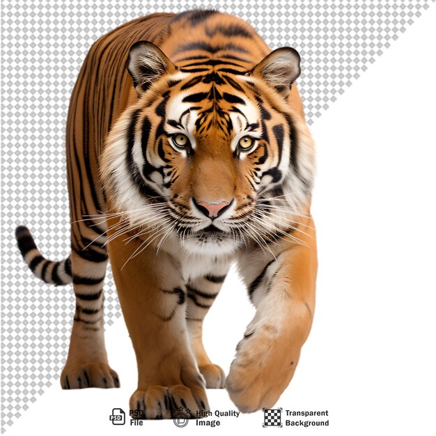 Hele lichaam van de tijger op transparante achtergrond