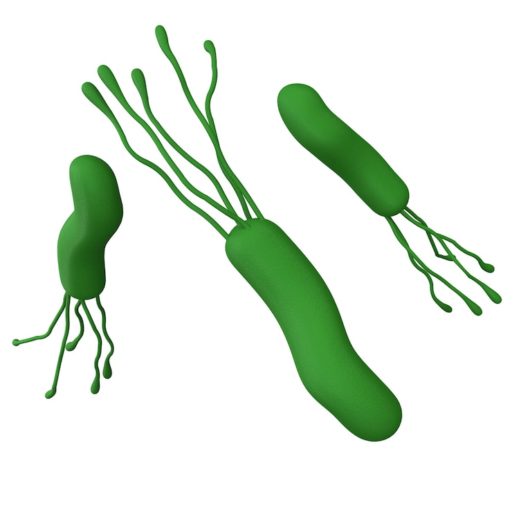 PSD helicobacter pylori bacteria 3d render realistic medicine icon for logo isolated transparent