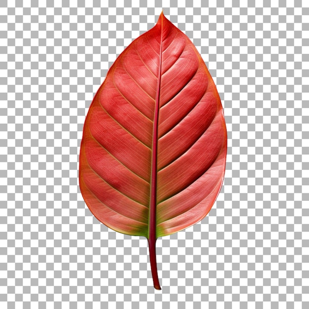 PSD heliconia leaf on transparent background