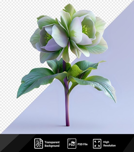 PSD hellebore flower with white and green petals and green leaves on a purple background png psd