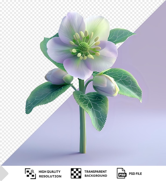 PSD hellebore flower with white and purple petals and green leaves on a purple background png psd