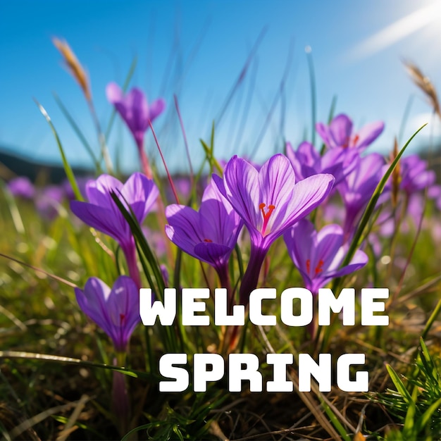 Hello spring banner template with daisy flower