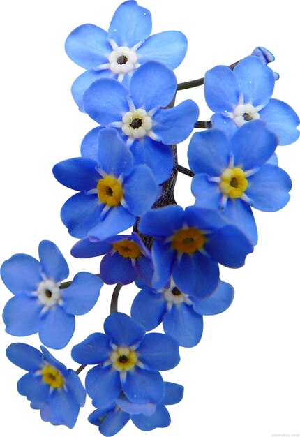 PSD hemelblauwe bloem petal bloem blauwe kleur bloem png