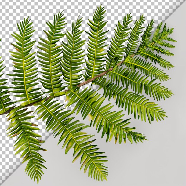 PSD hemlock frond with transparent background detail