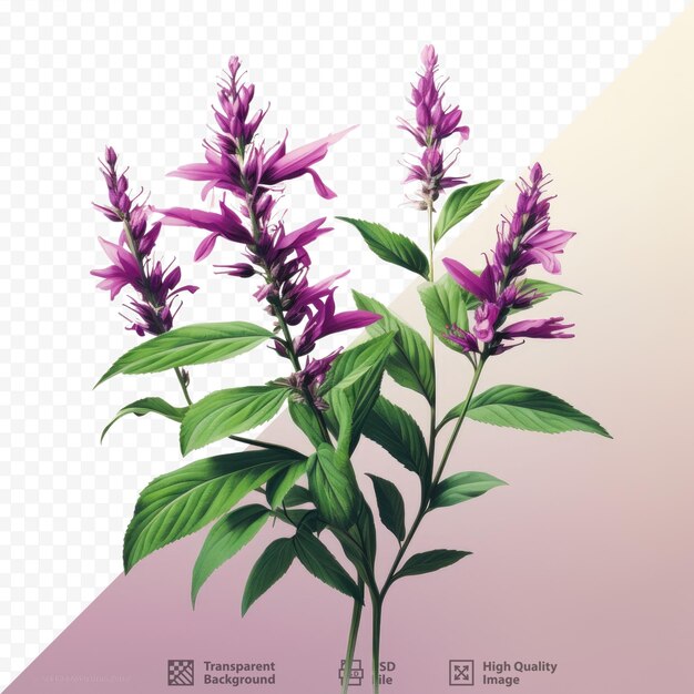 PSD the herb is characterized by short smooth leaves and dense magenta inflorescence