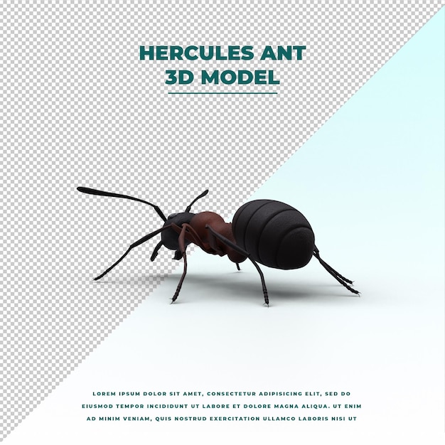 PSD hercules ant