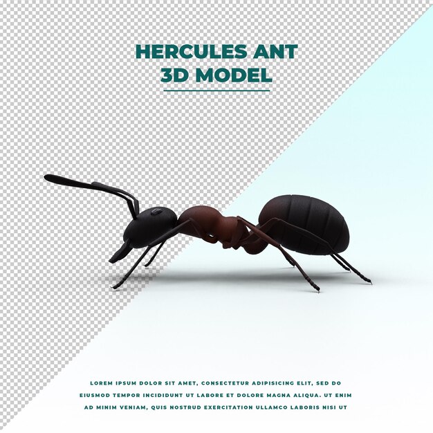 PSD Геркулес муравей