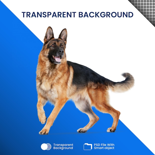 PSD herdershond transparant