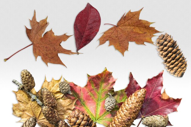 Herfst- en winternatuurlijke elementen met oranje bladeren en dennenkegels