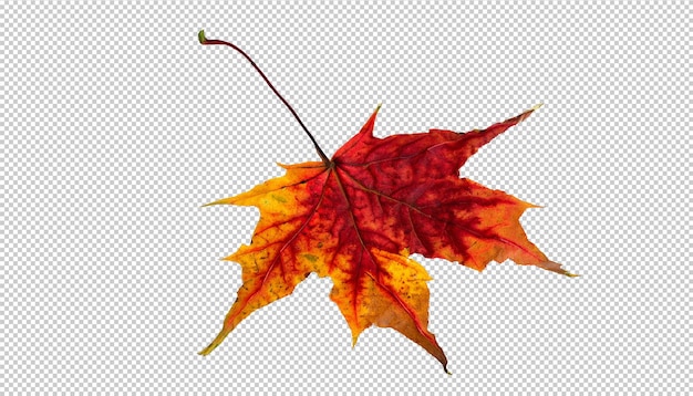 Herfst esdoornblad op transparante achtergrond