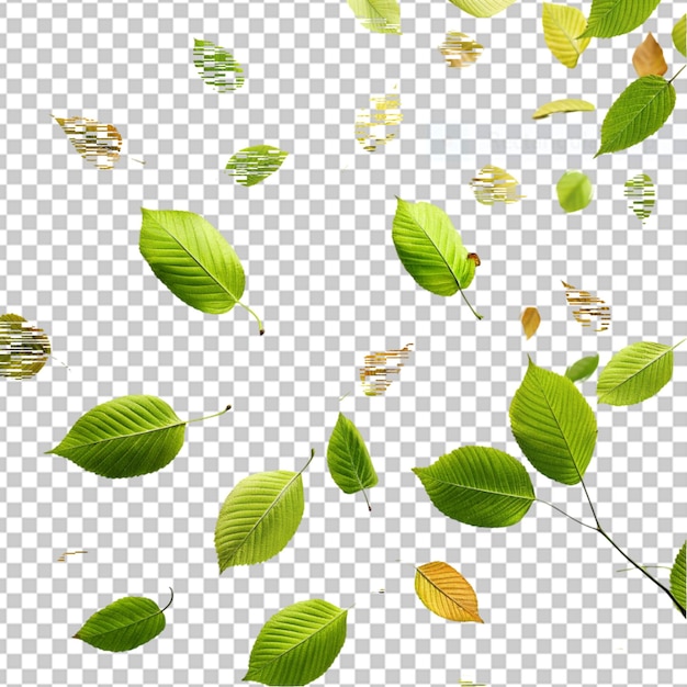 PSD herfstbladeren geïsoleerd op witte achtergrond