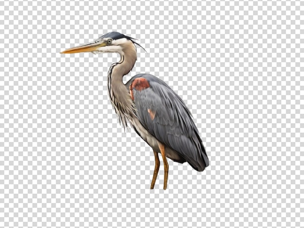Heron na przezroczystym tle