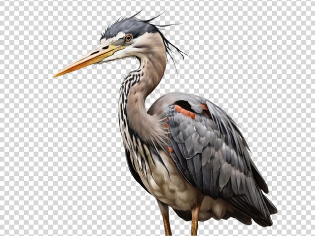 Heron na przezroczystym tle