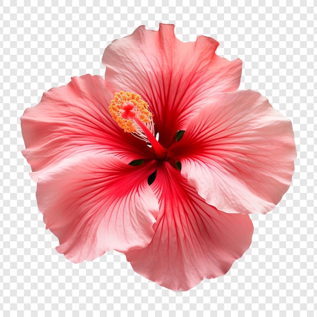 PSD hibiscus bloem png geïsoleerd op transparante achtergrond