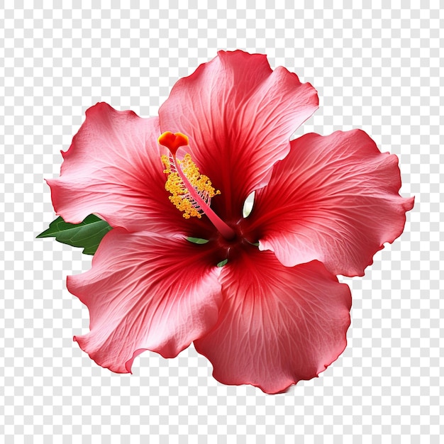 PSD hibiscus bloem png geïsoleerd op transparante achtergrond