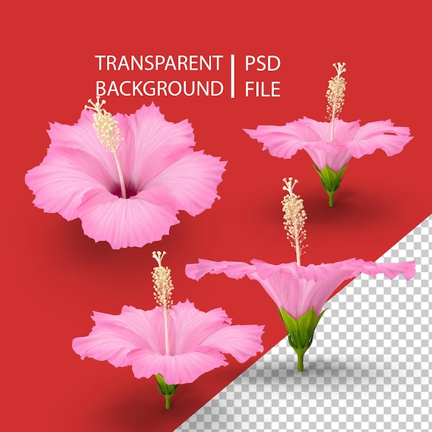 PSD hibiscus bloem roze png