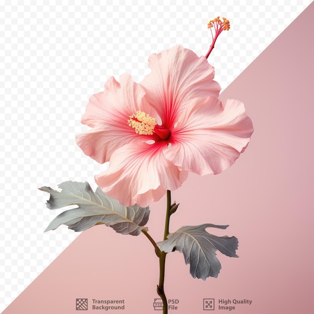 Hibiscus blossom with transparent background