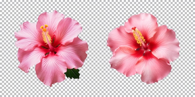 PSD 투명 한 배경 위 에 고립 된 히비스쿠스 꽃