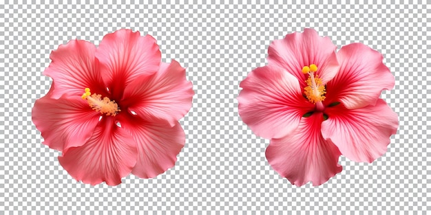 PSD 투명 한 배경 위 에 고립 된 히비스쿠스 꽃