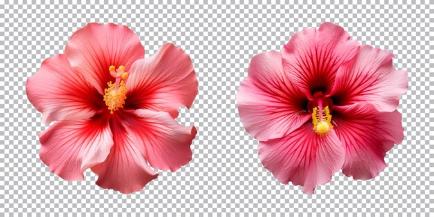 PSD hibiscus flowers isolated on a transparent background top view