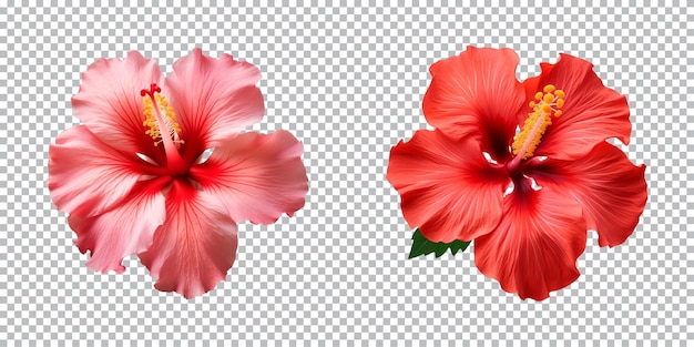 PSD hibiscus flowers isolated on a transparent background top view