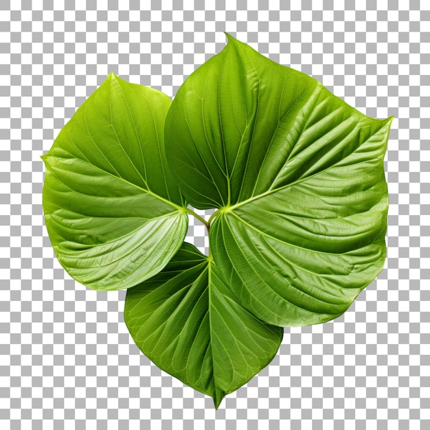 PSD hibiscus leaf on transparent background