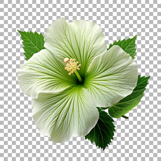 PSD hibiscus leaf on transparent background