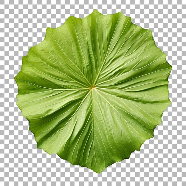 PSD hibiscus leaf on transparent background