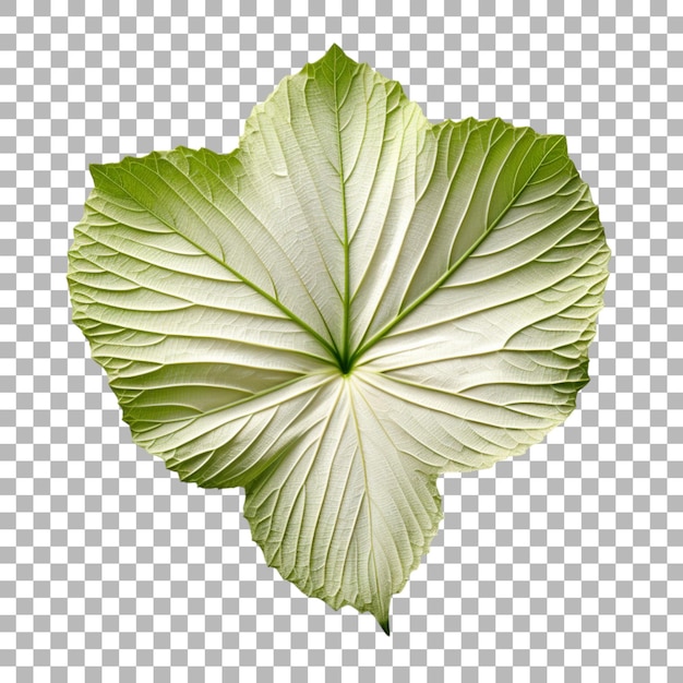 PSD hibiscus leaf on transparent background