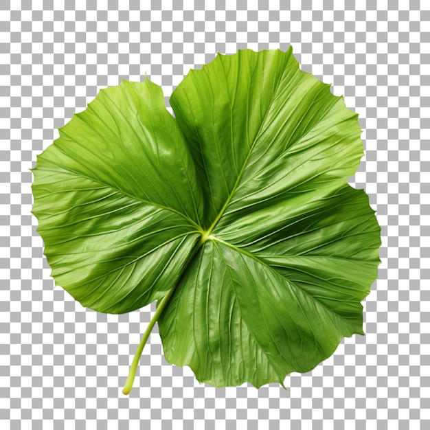 Hibiscus leaf on transparent background