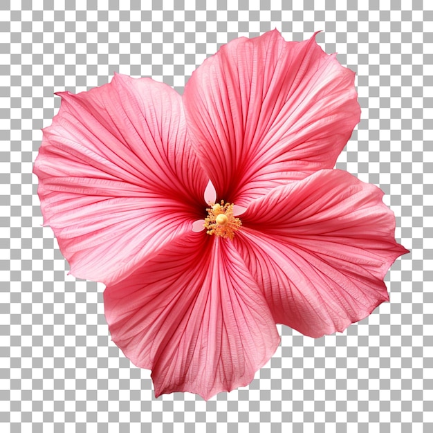 PSD hibiscus leaf on transparent background