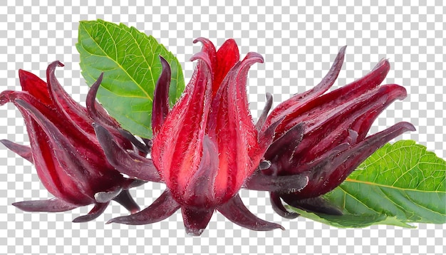 Hibiscus sabdariffa or roselle fruits isolated on transparent background