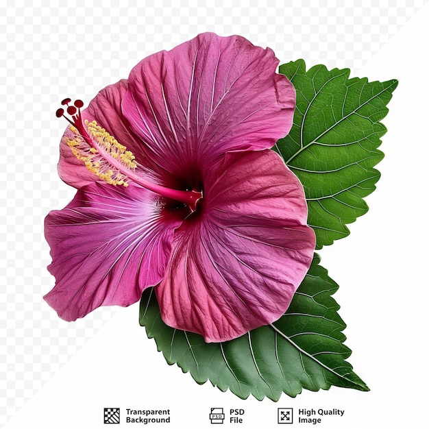 PSD foglia di hibiscus tiliaceus o waru varigata isolata su sfondo bianco isolato