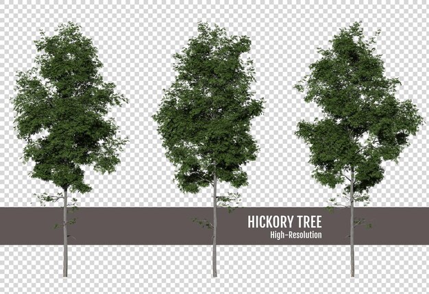 PSD hickory tree on a transparent background