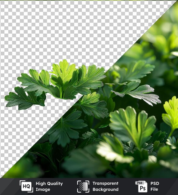 高品質の透明な PSD パーセリーの葉をクローズアップで撮影する