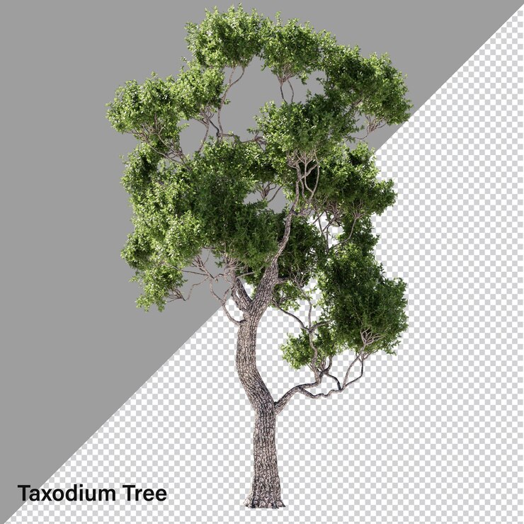 PSD high res transparent tree
