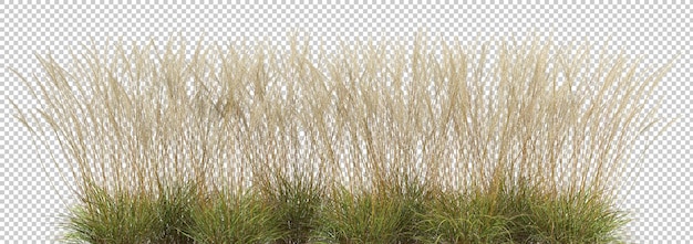 PSD high tropics grass meadow flora growth row cutout backgrounds 3d render