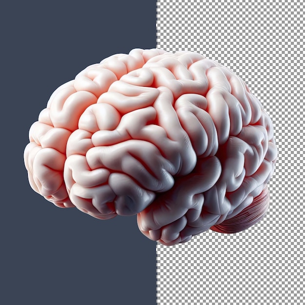 PSD highly detailed 3d rendering of human brain png