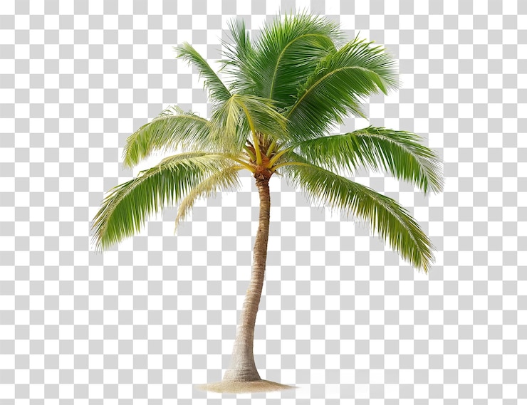 PSD highresolution fullbody photograph of an isolated coconut tree on transparent background